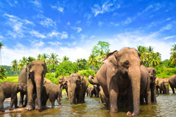 Sri-Lanka-Elephants-©-Surangaw---iStock