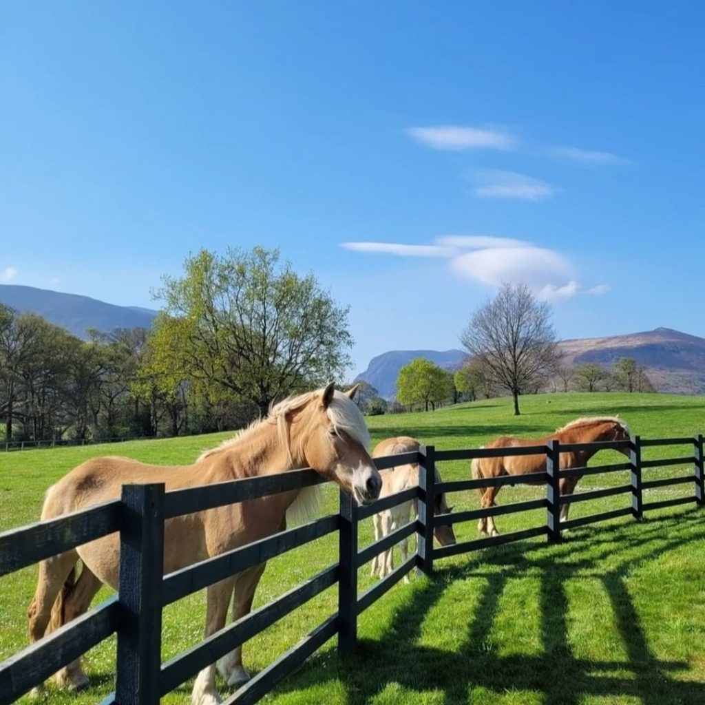 haflinger ponies Dunloe Hotel