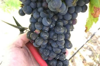 Grapes at Hungerford Hill