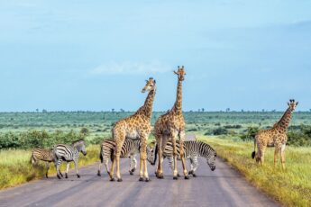 Image of giraffes and zebras crossing an empty road od safari out in the African bushland
