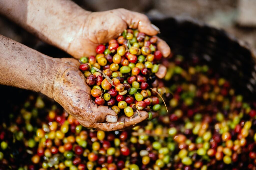 Hands holding raw coffee cherries 