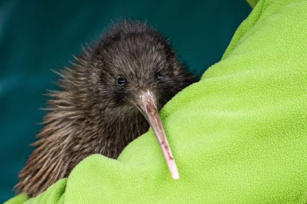 person holding a kiwi bird