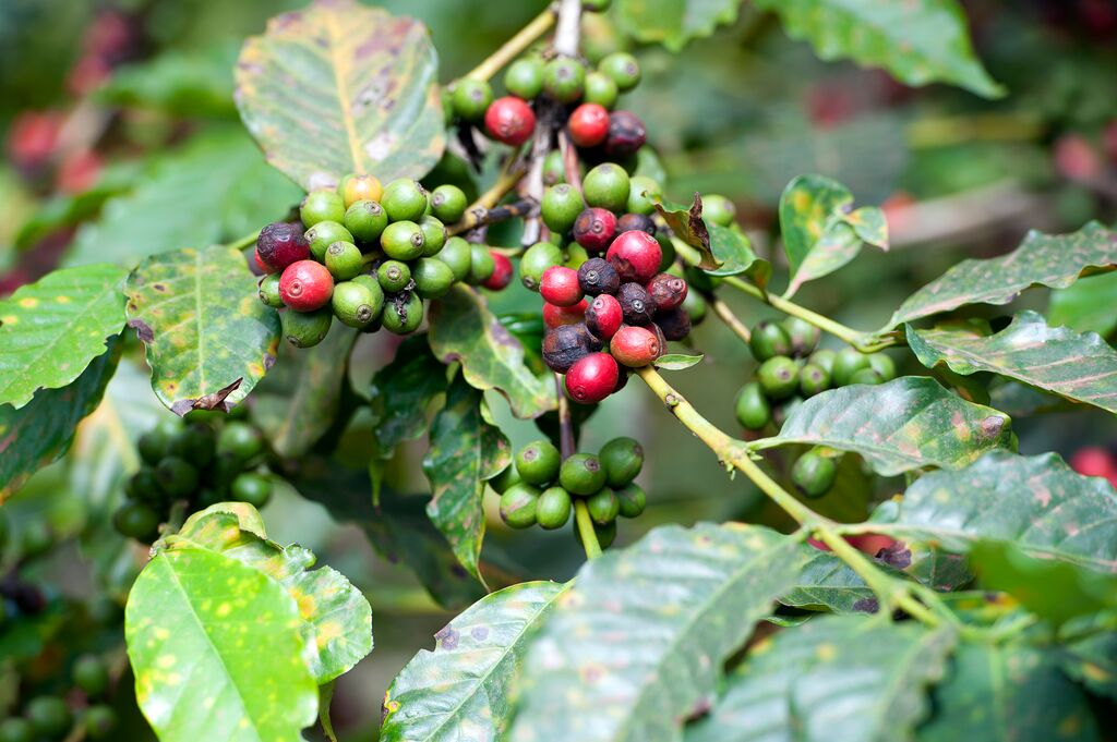 Coloured coffee beans on plant, Arusha, Tanzania