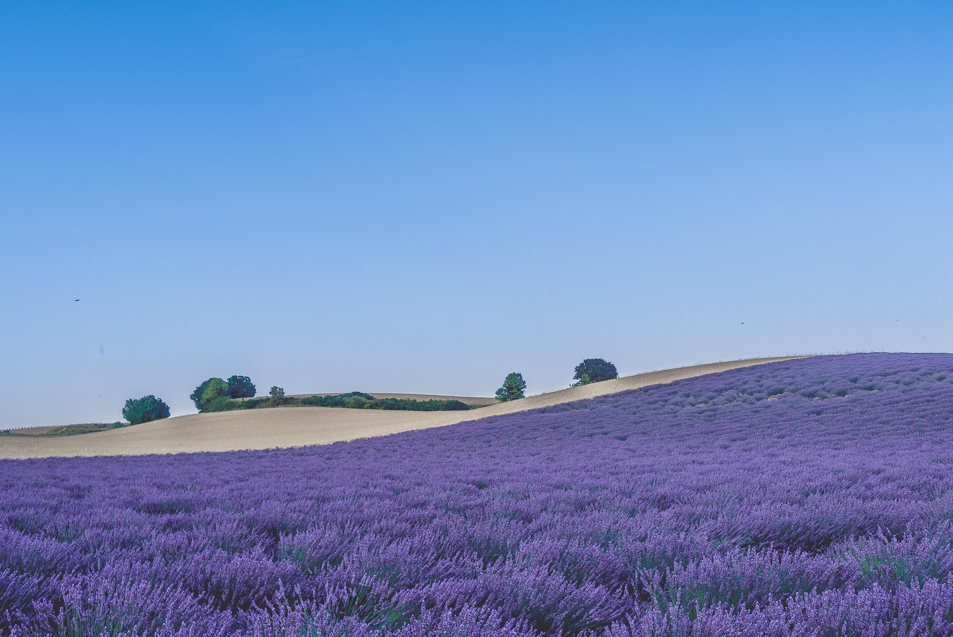 The colorful landscapes of Provence. A field of lavender slopes 
