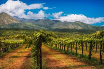 Vineyard in Argentina with mountains in background