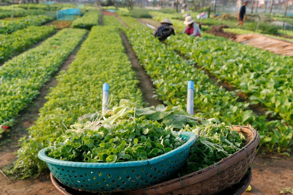 organic vegetable garden in Vietnam