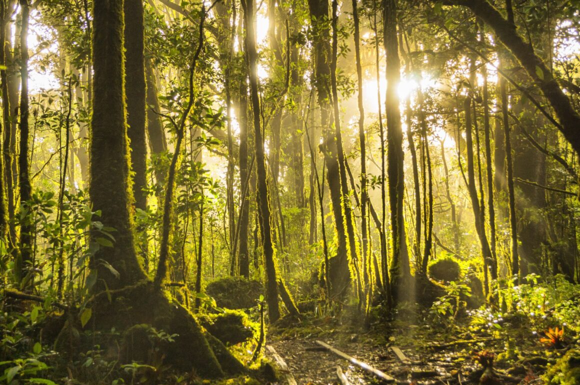 Talll trees in a forest of green with the sun steaming through from behind