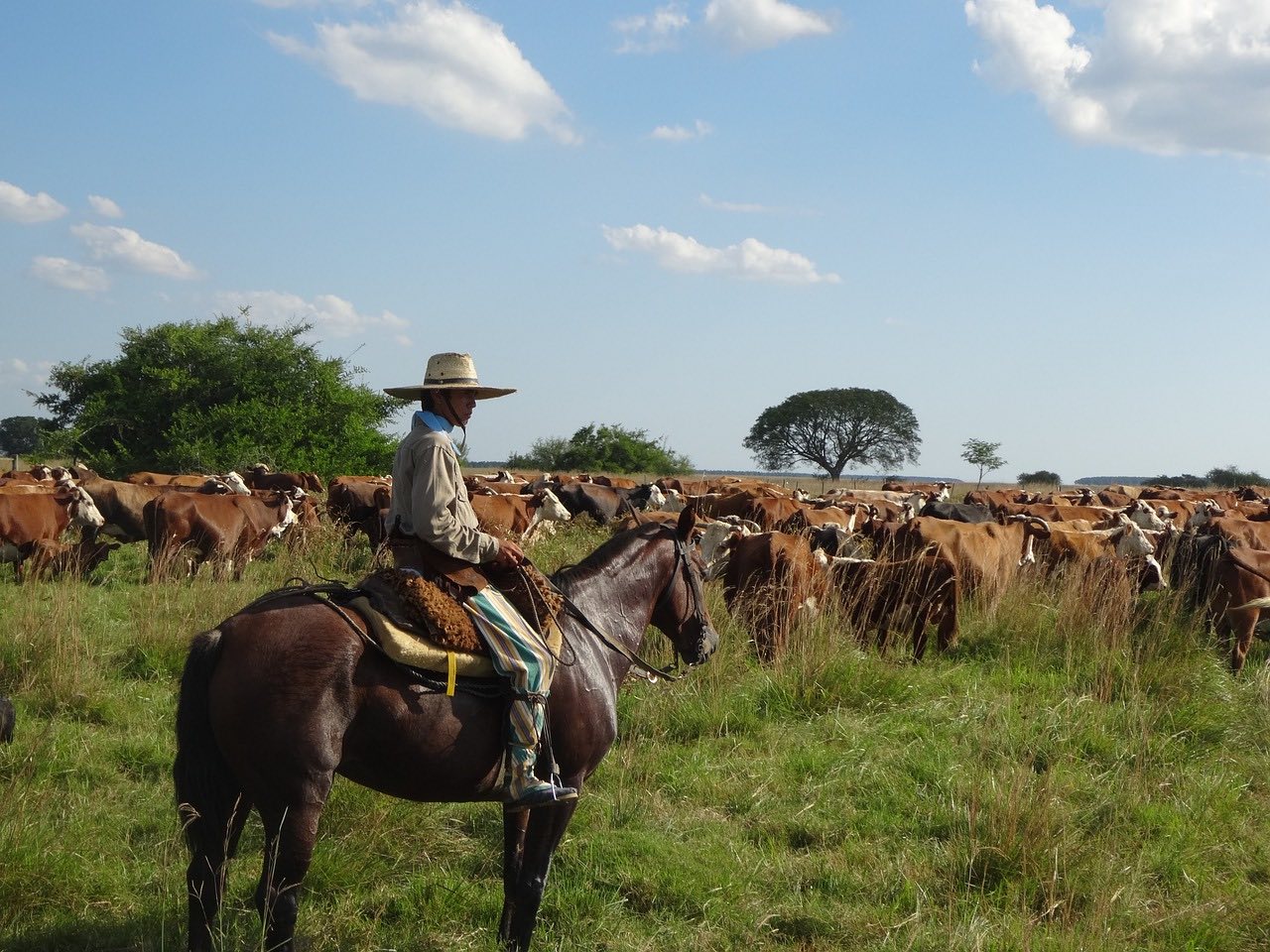 Gaucho on horseback rounding up cattle 