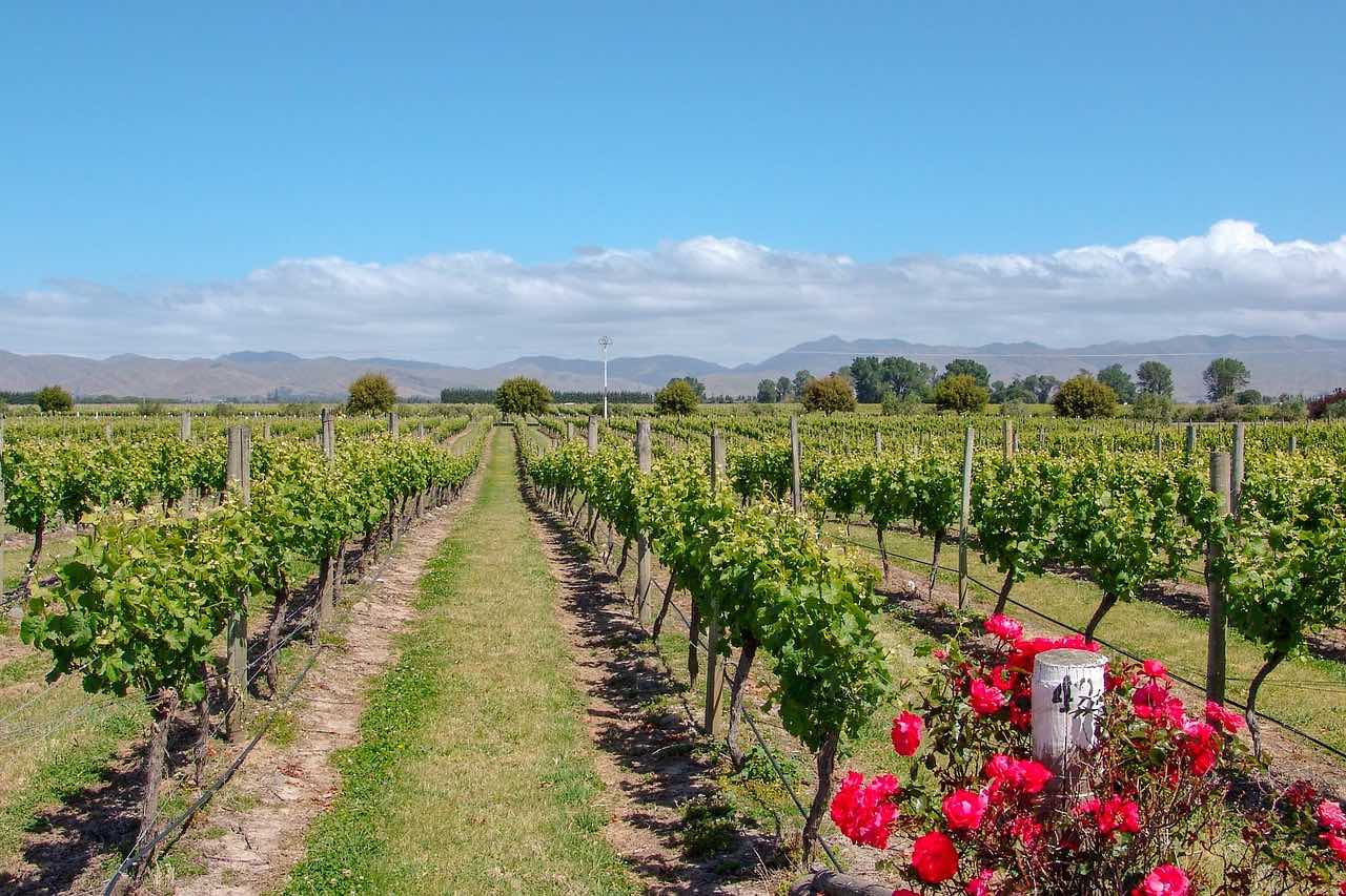 Vinegar in Australia with blue sky and mountainous background 