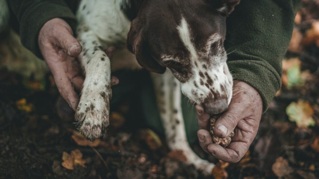 A brown and white dog hunts sniffs truffles in a man’s hands on a hunting expedition.
