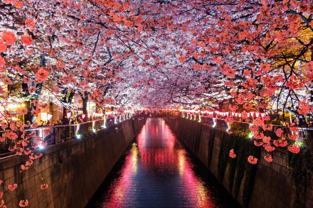 Cherry blossom along river in Japan