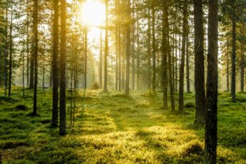 Pine trees stand tall on a green forrest bed with sunlight pouring through