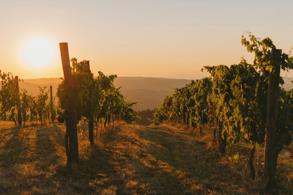vineyard at sunset