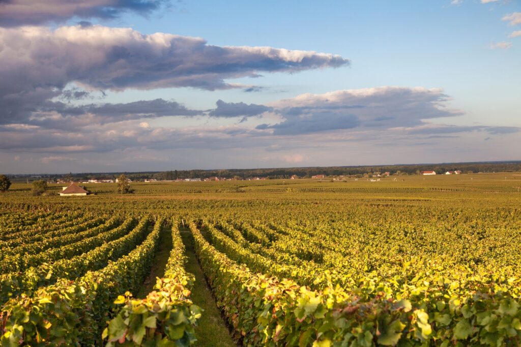 bordeaux vineyards