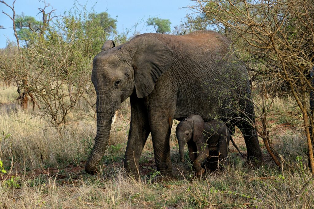 mother and elephant calf sheltering together by a tree 