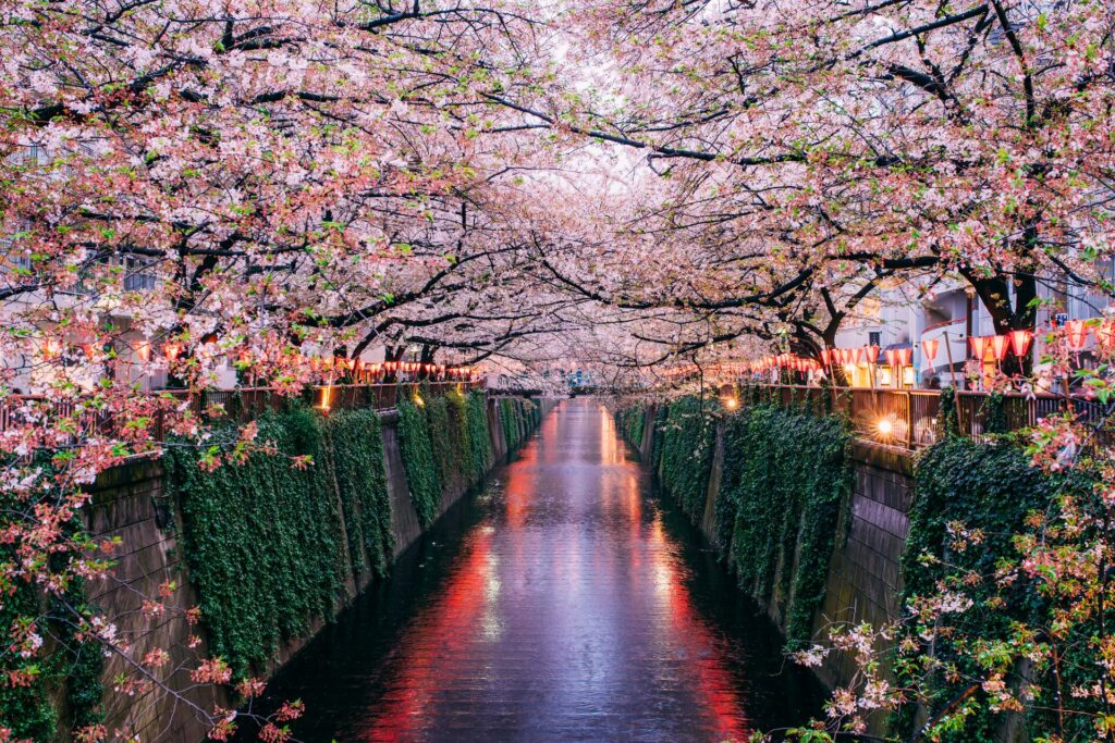 Pink cherry blossom forms a tunnel of colour along a river in Tokyo, Japan.