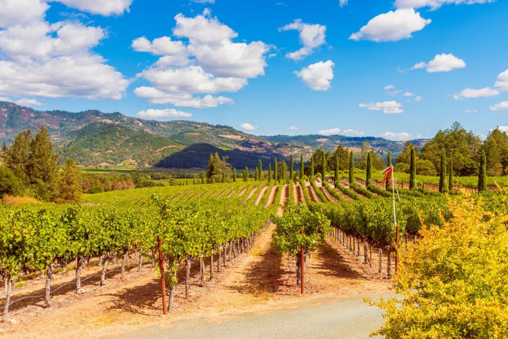 Green Napa Valley vineyards stretch across with mountains in the background and a bright blue sky.