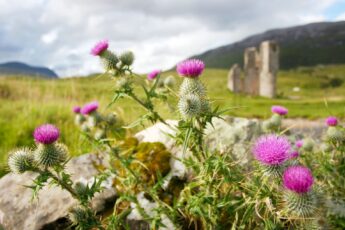 A bright pink thistle with blurred green fields and catch behind.