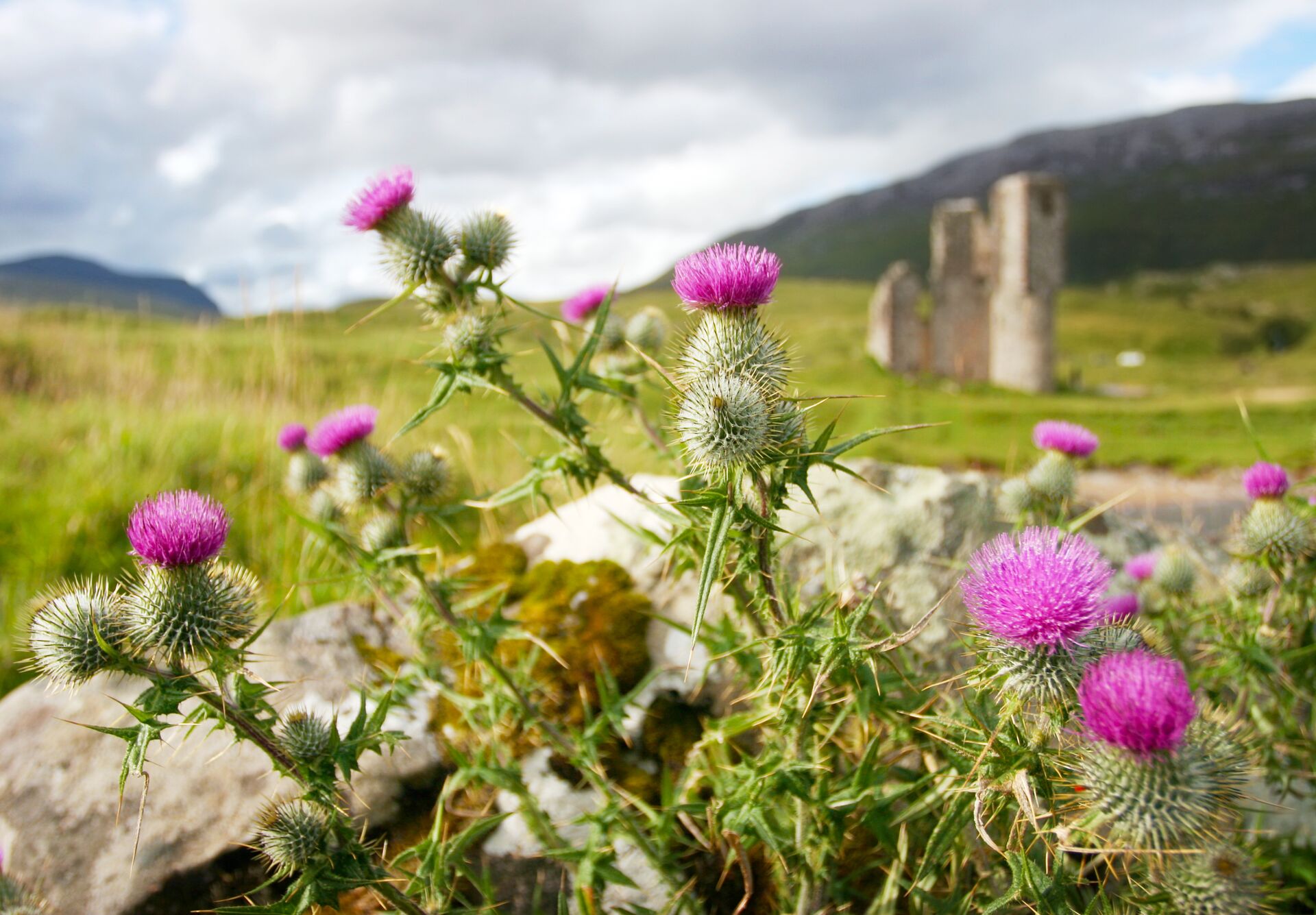 A bright pink thistle with blurred green fields and catch behind.