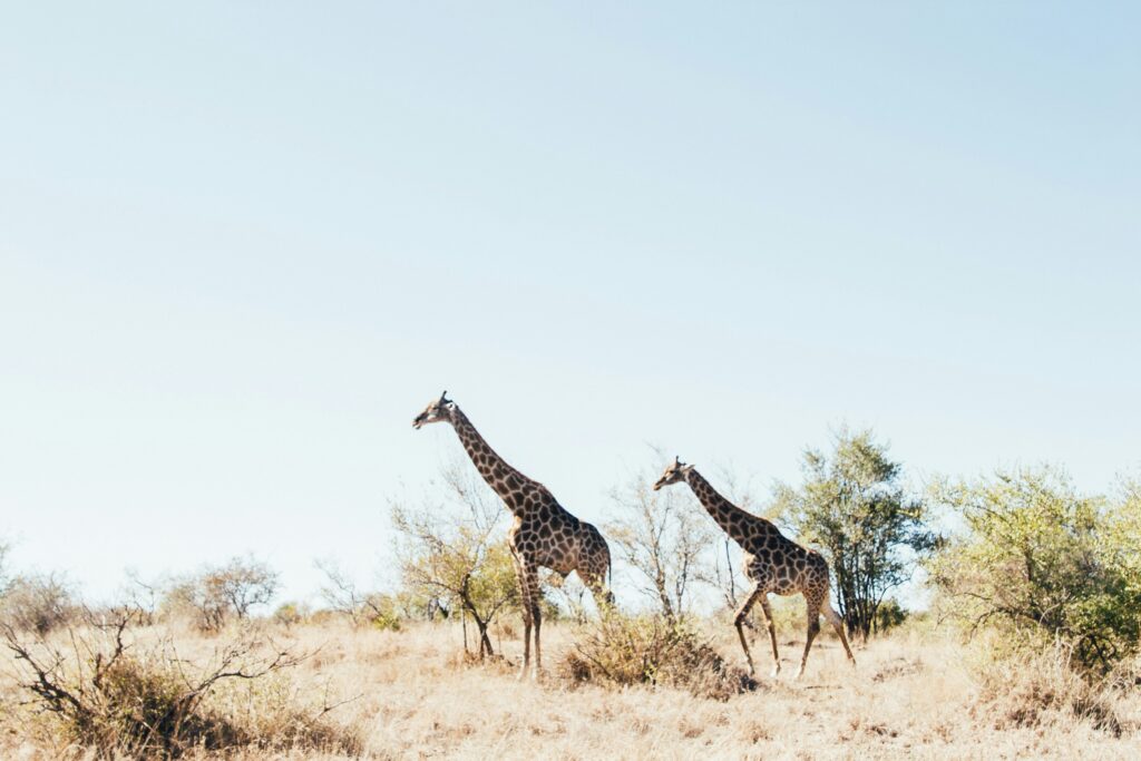Twoi giraffes move through Kruger National Park in Africa