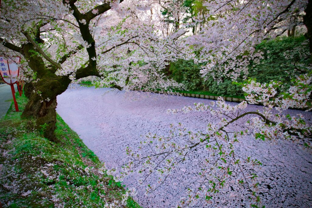 Purple cherry blossom in a river 