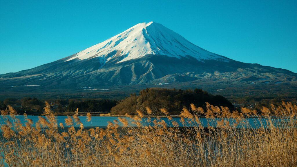 Mount Fuji against a blue sky with long reeds in the foreground