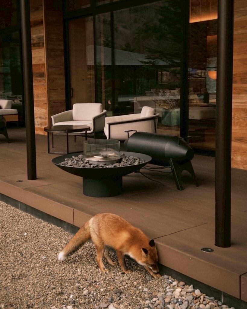Fox in front of hotel decking