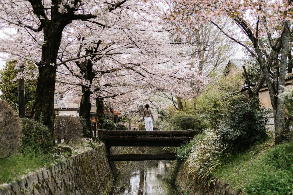 Woman standing on short bridge over narrow canal overhung with pink cherry blossom trees