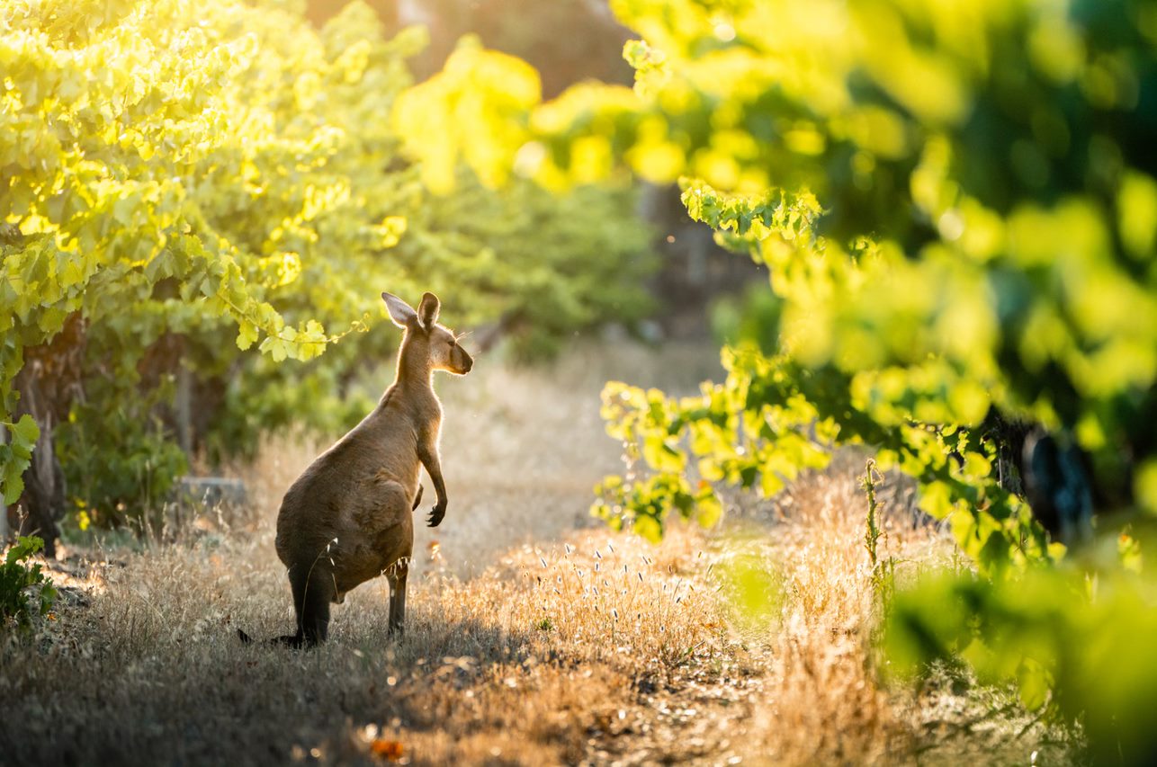 A kangaroo among plants in Australia