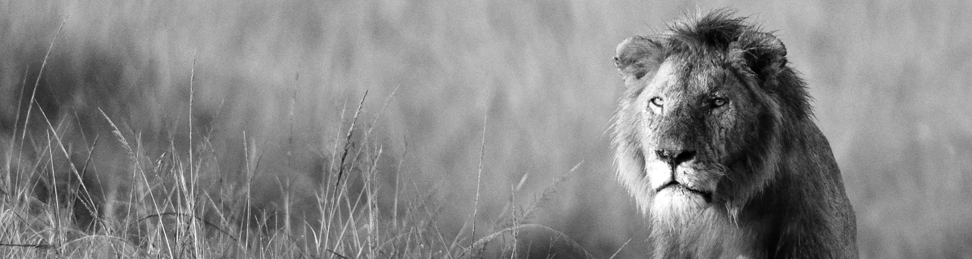 Lion in field