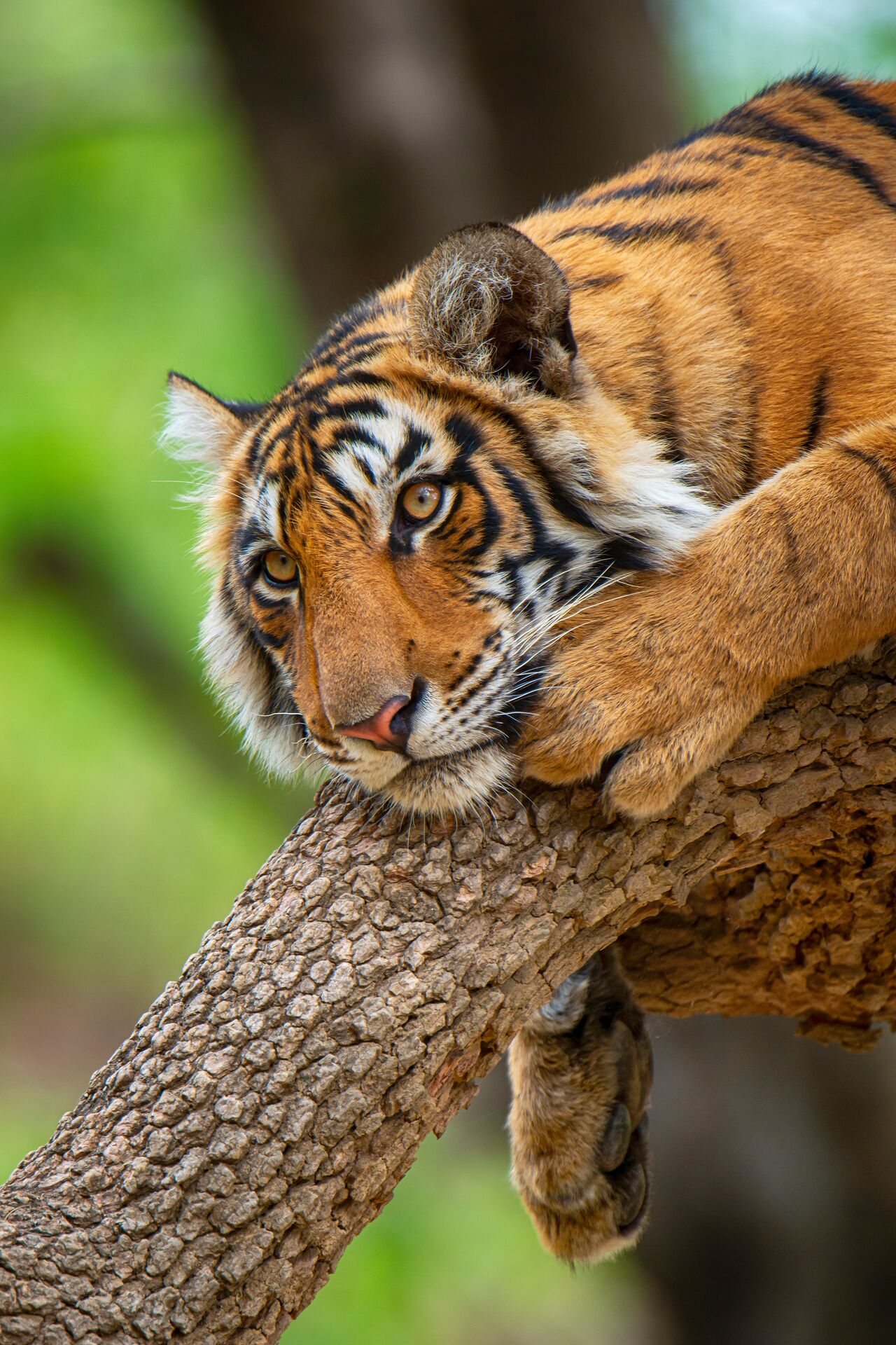 Bengal tiger on a tree