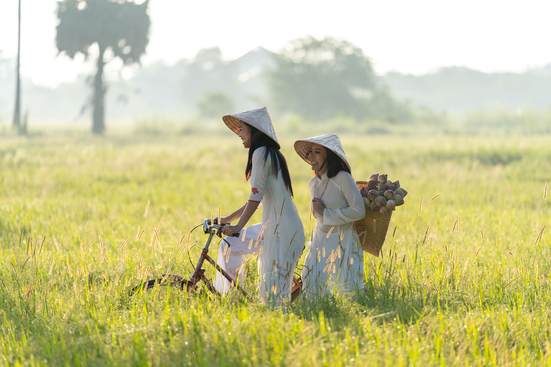 Women with Vietnam culture traditional dress on a bike in the Rice fields of Vietnam