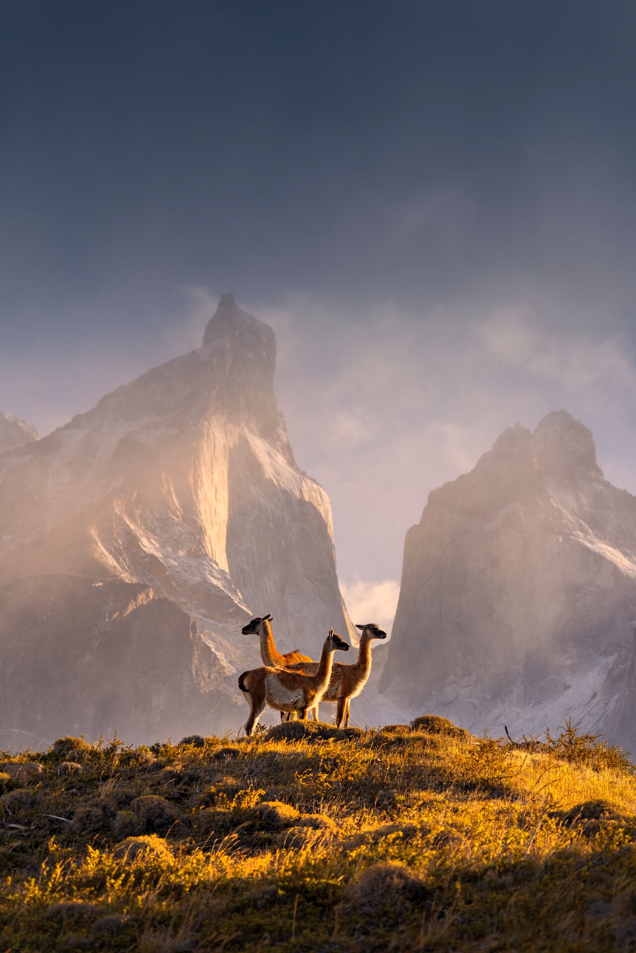Llamas grazing in Torres del Paine National Park in Patagonia, Chile with mountains in the background