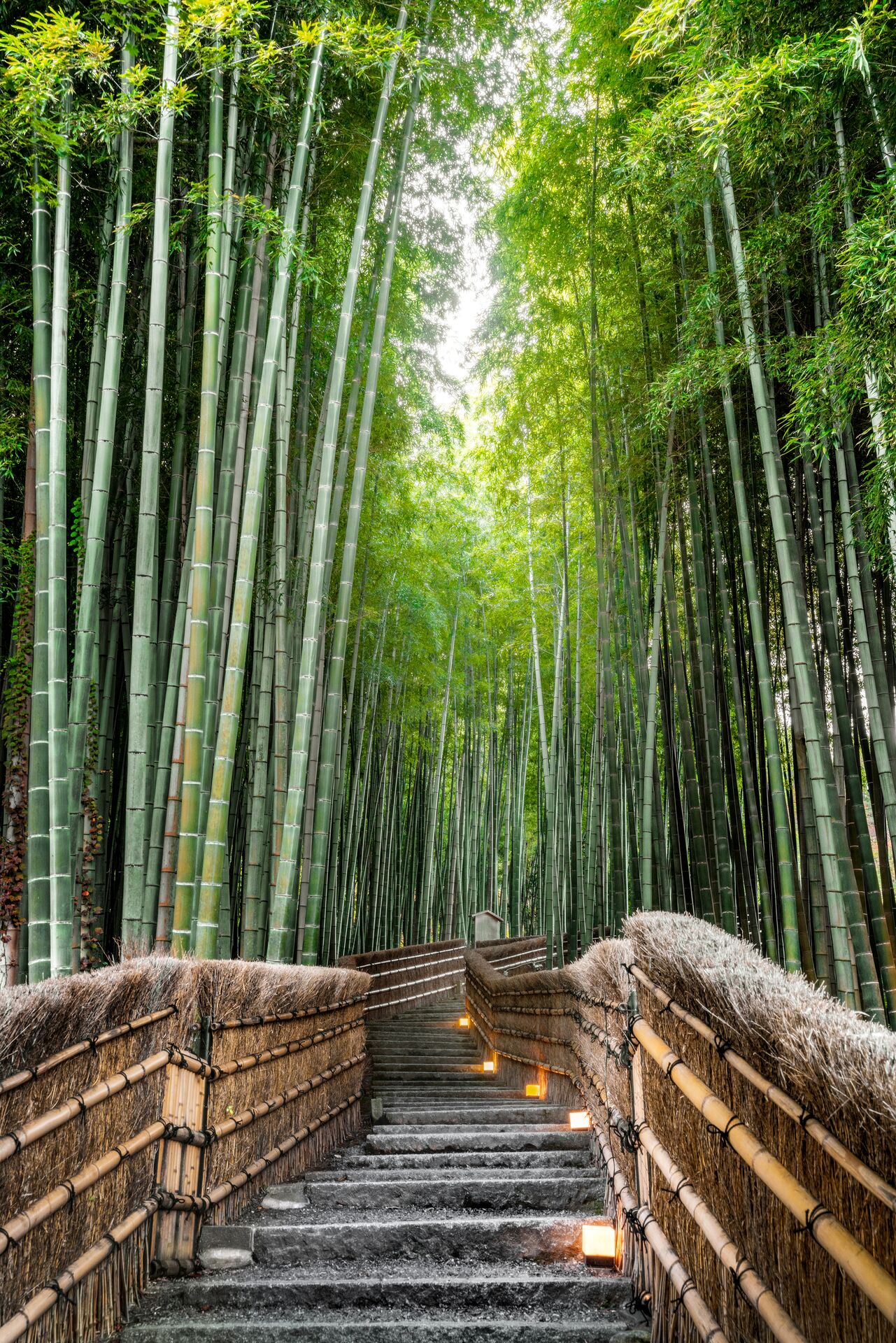 Bamboo Forest In Kyoto, Japan