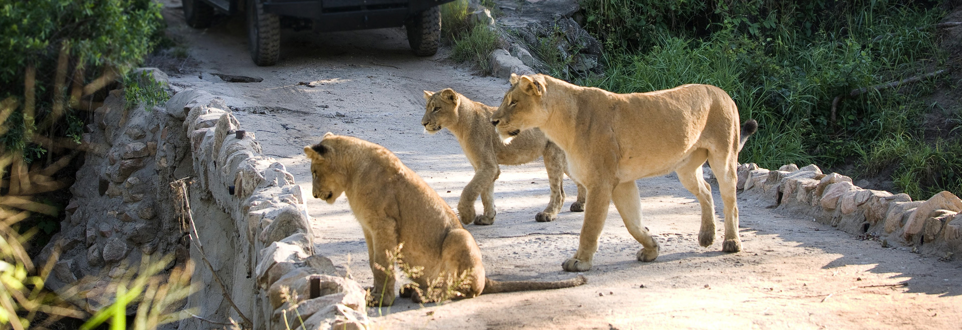 Lions in Kruger National Park, South Africa.