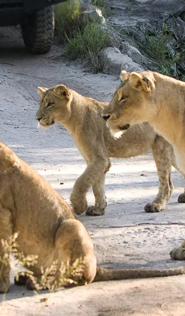 Lions in Kruger National Park, South Africa.