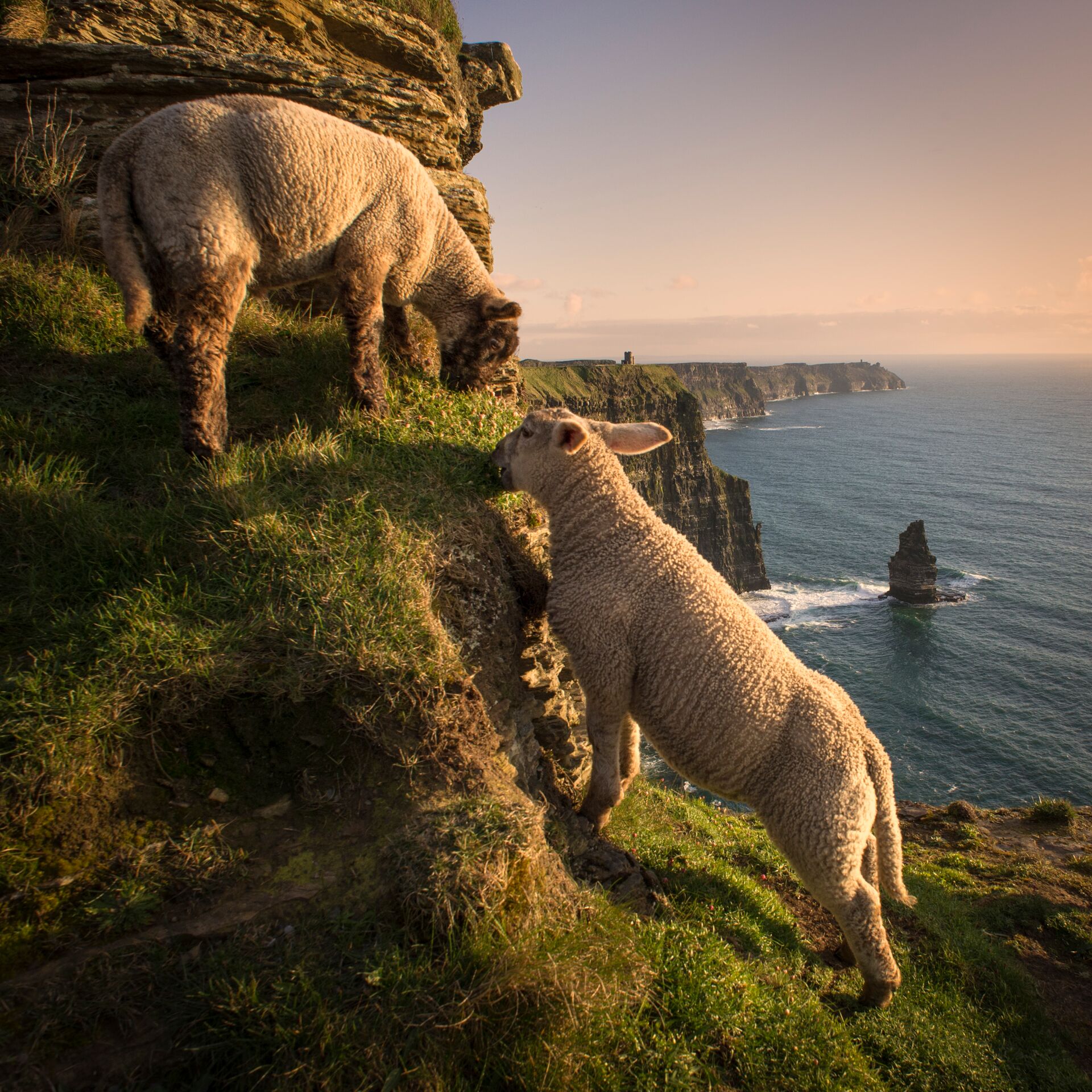 2 Sheep on a cliff