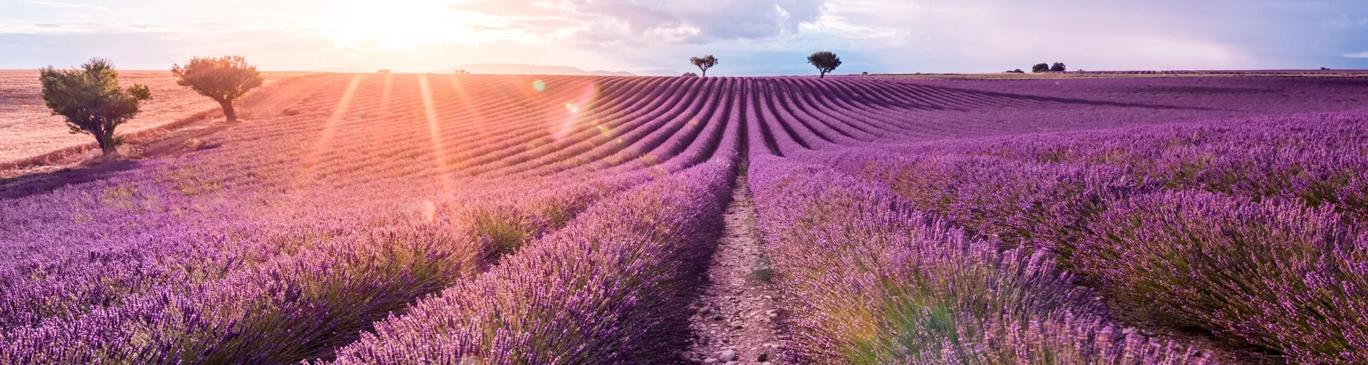 Scenic view of a lavender field against during sunrise in Provence, Southern France, France