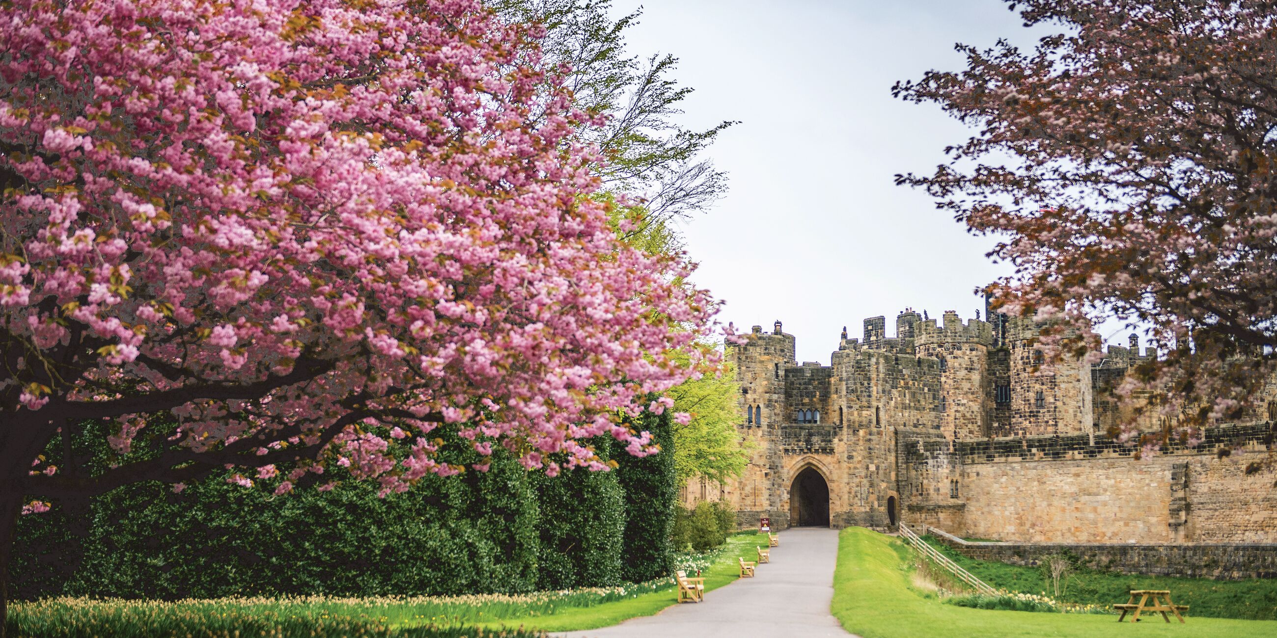 English castle with pretty blossoms in the foreground in the United Kingdom