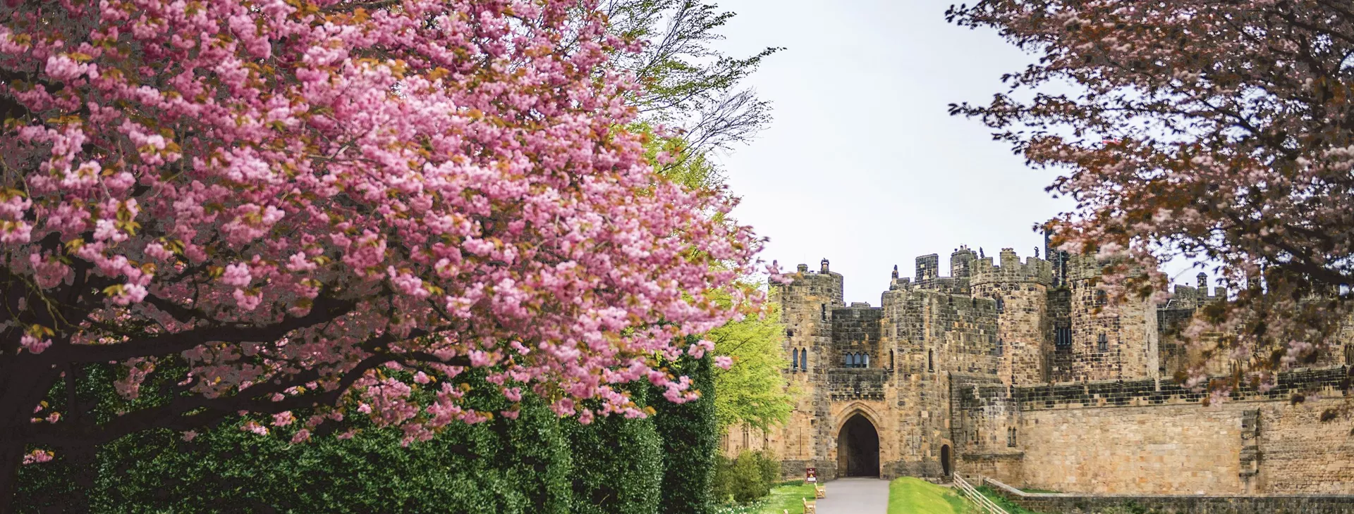 English castle with pretty blossoms in the foreground in the United Kingdom