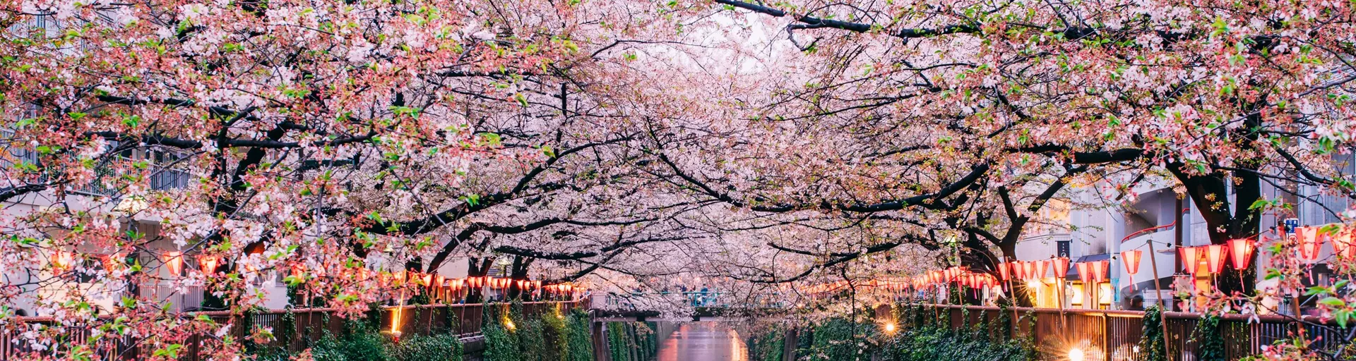 Sakura blooming along the Meguro River in Tokyo, Japan at dusk