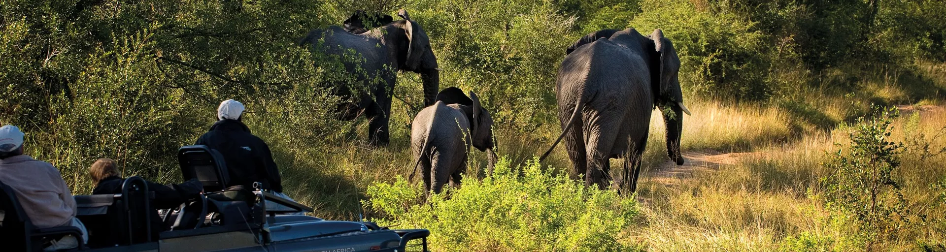 Safari jeep viewing elephants in Kruger National Park in South Africa