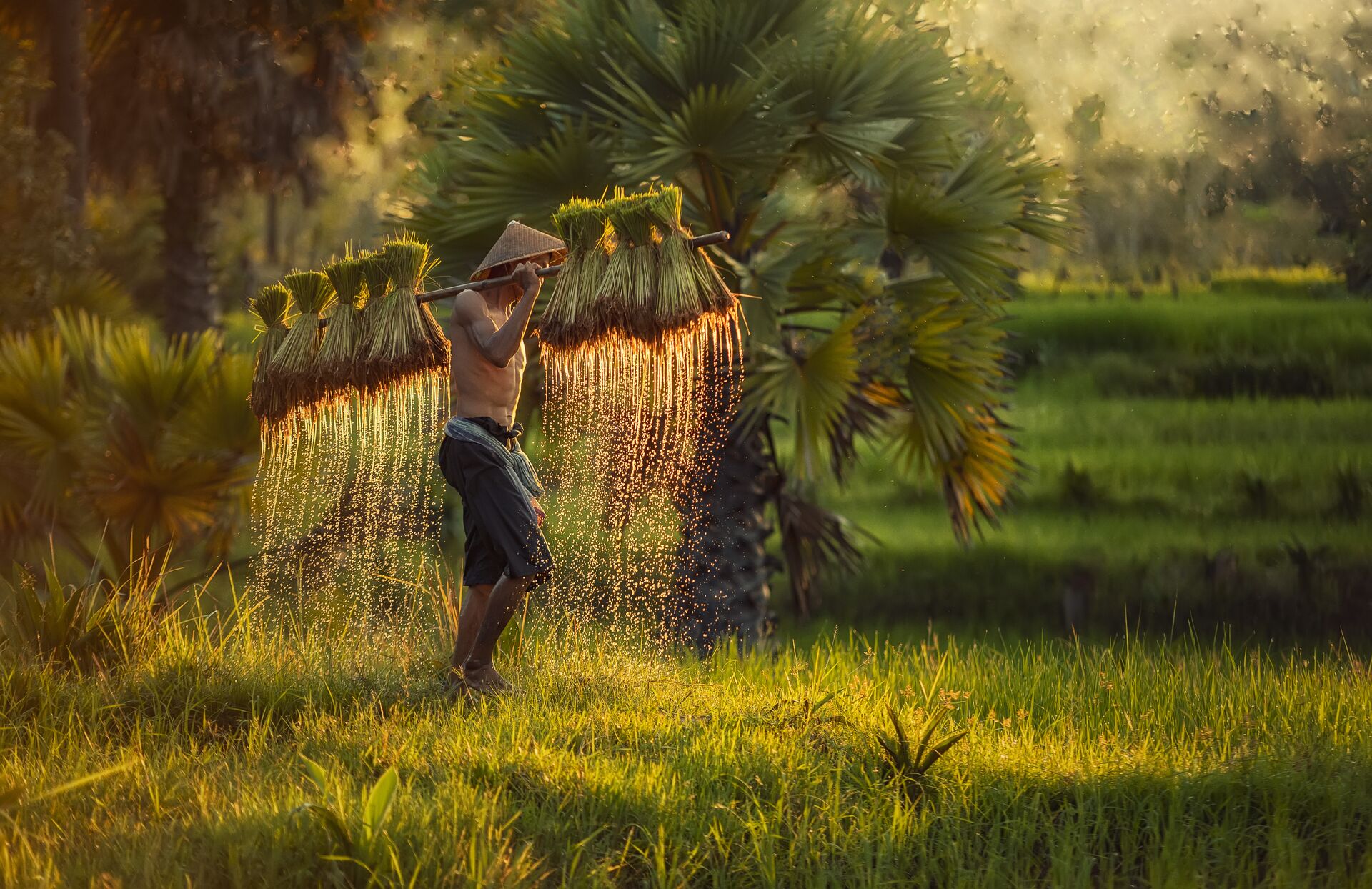Farmer planting rice in the fields in Laos