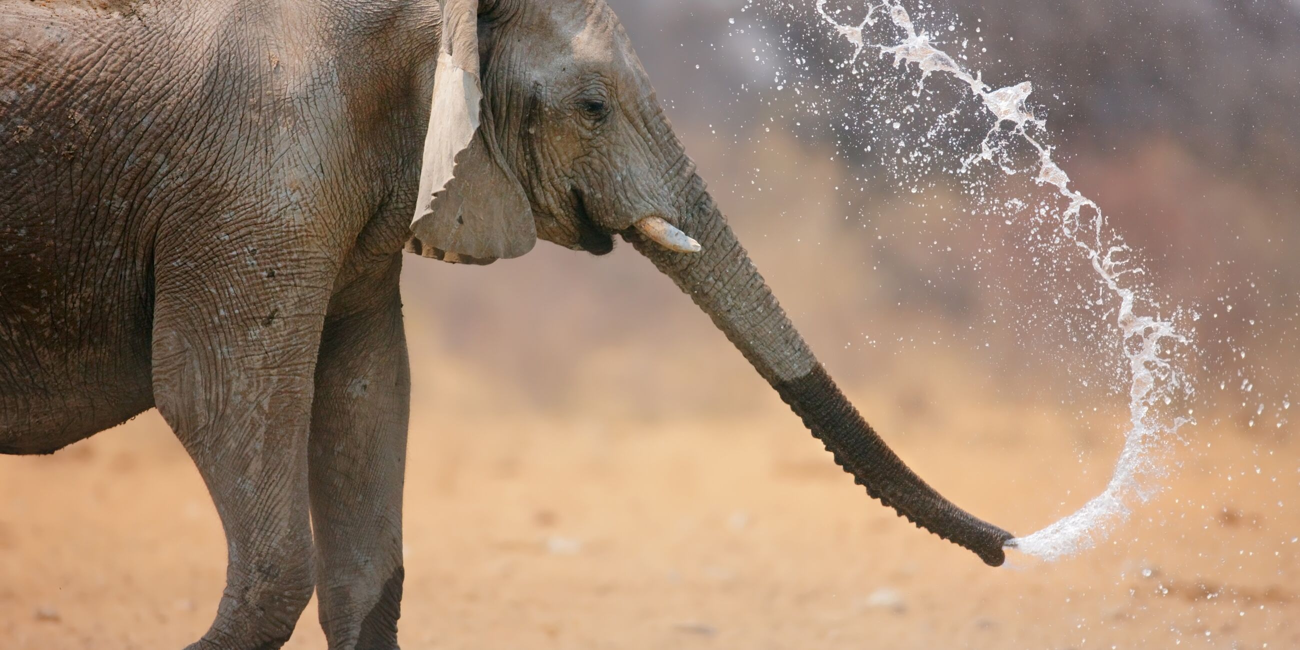 Elephant blowing water out of his trunk in South Africa