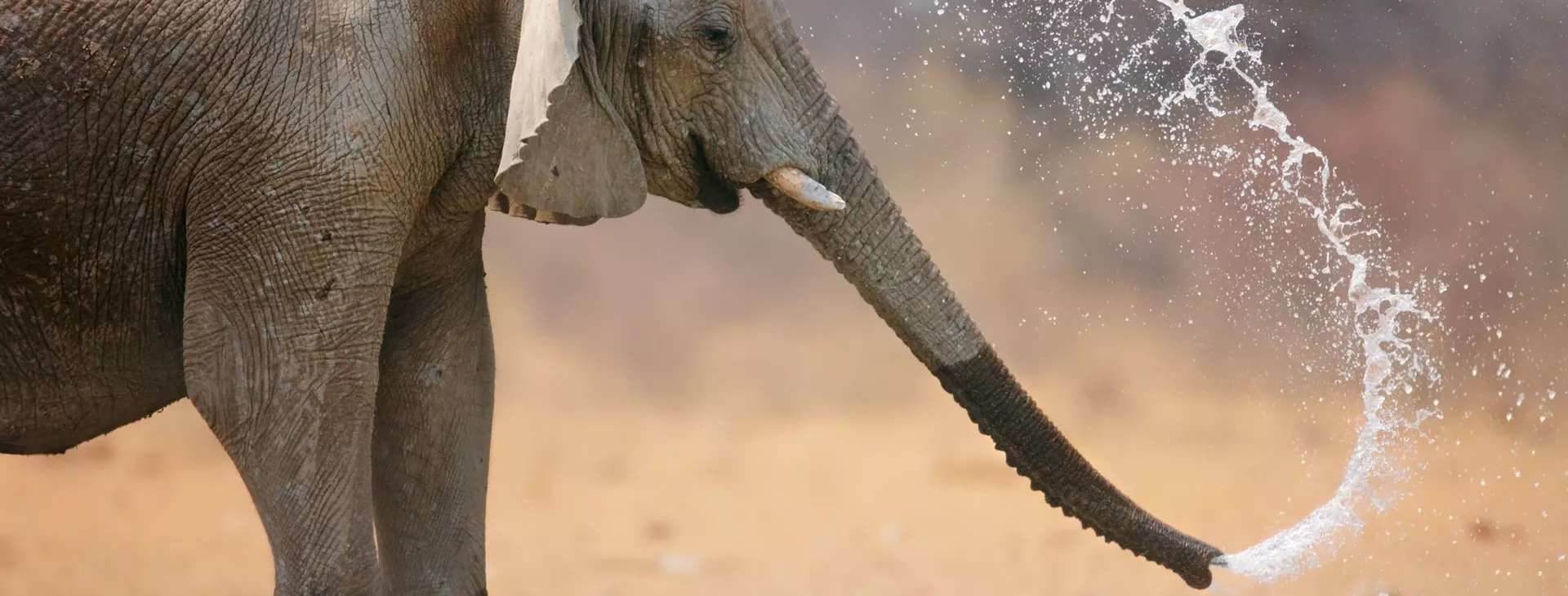 Elephant blowing water out of his trunk in South Africa