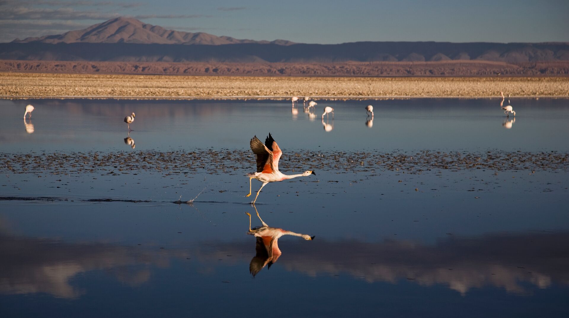 Falmingo flying in Chile, South America