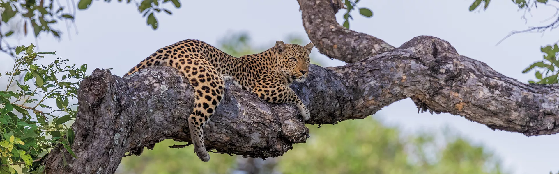 Leopard lying on a tree branch