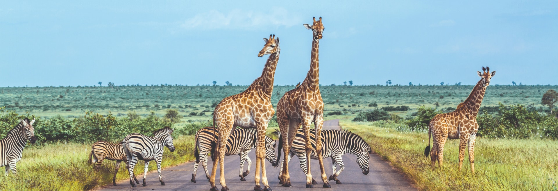 Zebras and giraffes crossing the road