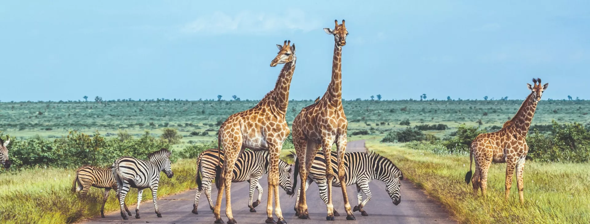 Zebras and giraffes crossing the road