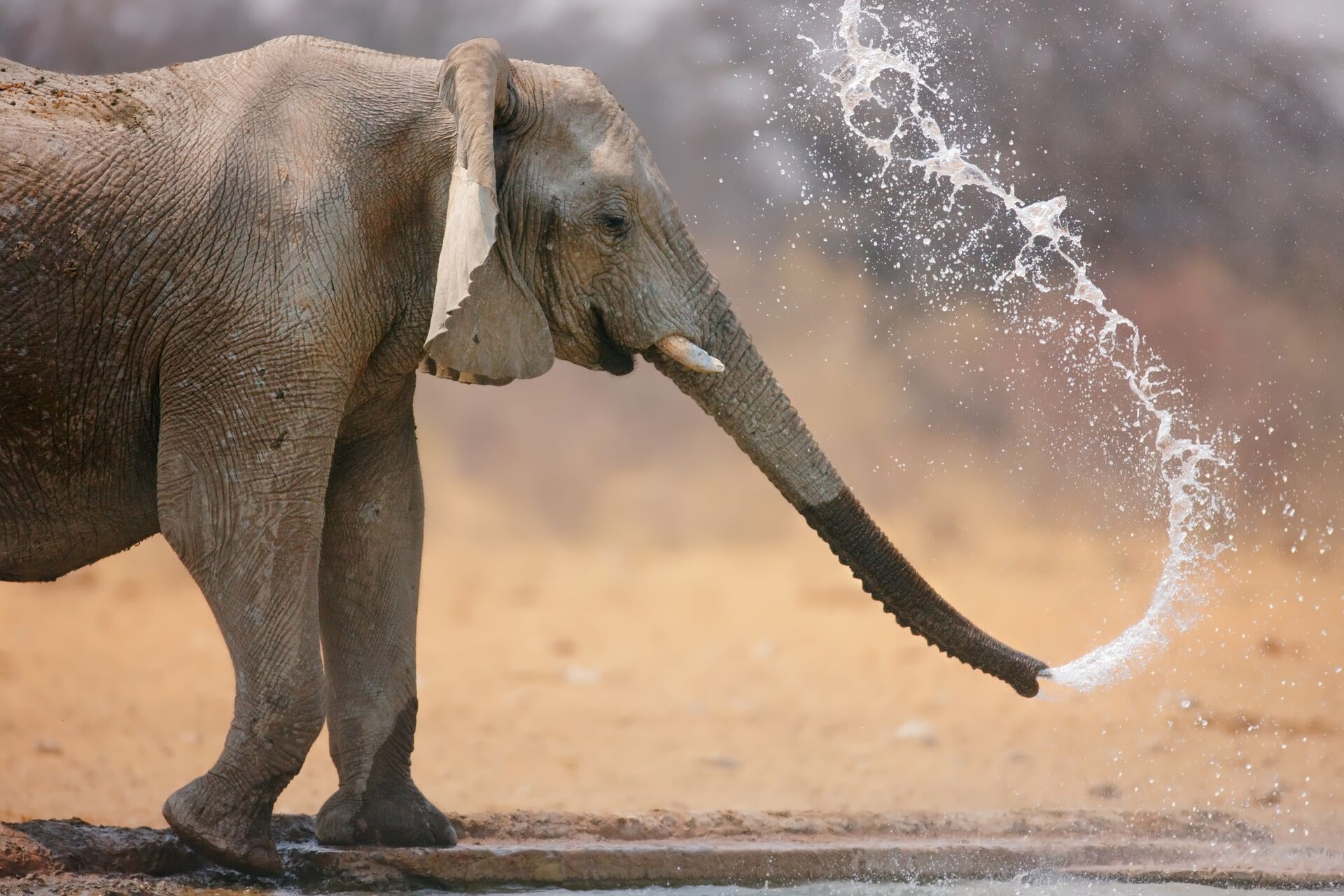 Elephant spraying water out its trunk